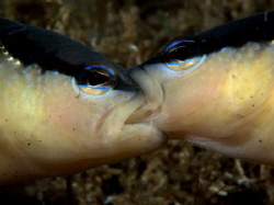 Black Stripe dottyback (Pseudochromis perspicillatus) tak... by Eng Guan Goh 